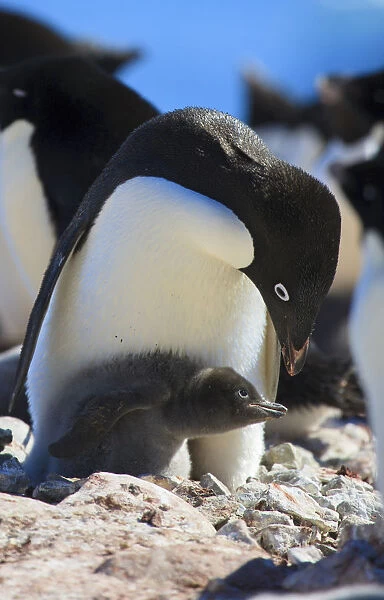 Adelie Penguin. Devil Island, Antarctica