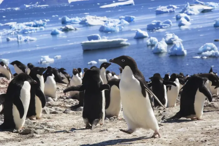 Framed Print : Adelie Penguin. Devil Island, Antarctica Framed Print : Adelie Penguin. Devil Island, Antarctica
