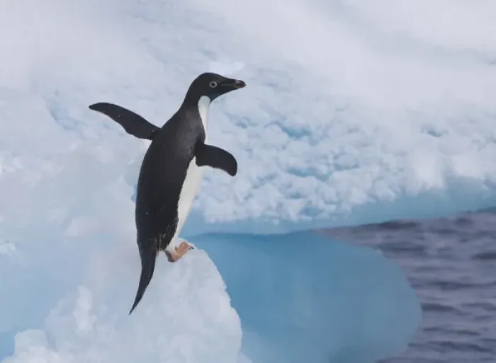 Framed Print : An adelie penguin loafs on an iceberg near its nesting colony on Paulet Island Framed Print : An adelie penguin loafs on an iceberg near its nesting colony on Paulet Island