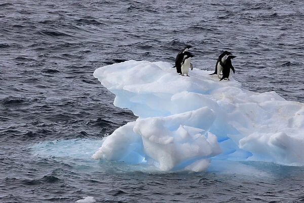 Adelie Penguin. Paulet Island, Antarctica