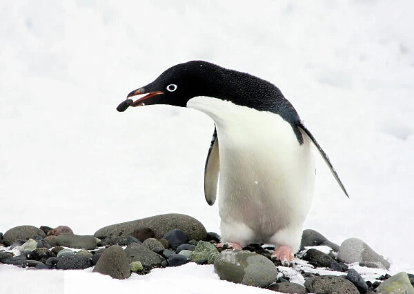An Adelie Penguin (Pygoscelis Adeliae) at Paulet Island, Antarctic Peninsula, building