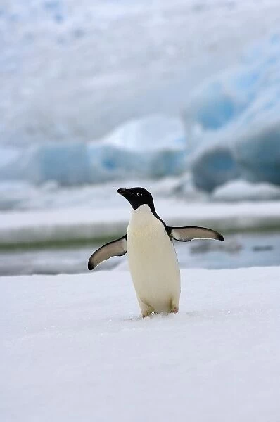 adelie penguin, Pygoscelis Adeliae, on sea ice along the western Antarctic Peninsula