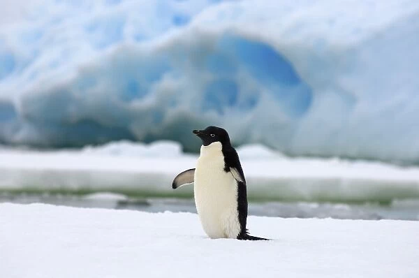 adelie penguin, Pygoscelis Adeliae, on sea ice along the western Antarctic Peninsula