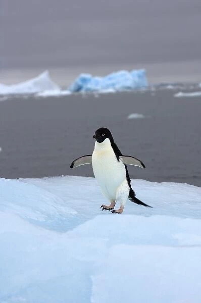 adelie penguin, Pygoscelis Adeliae, on glacial ice along the western Antarctic Peninsula