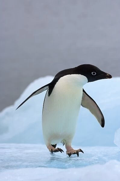 adelie penguin, Pygoscelis Adeliae, on glacial ice along the western Antarctic Peninsula