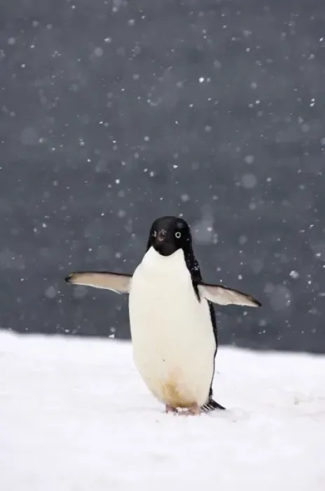 Framed Print : adelie penguin, Pygoscelis Adeliae, in falling snow along the western Antarctic Peninsula