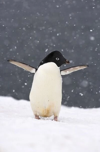 adelie penguin, Pygoscelis Adeliae, in falling snow along the western Antarctic Peninsula