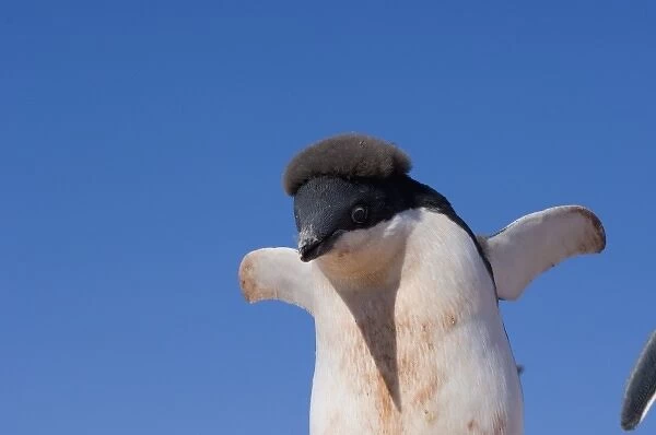 adelie penguin, Pygoscelis Adeliae, chick on the western Antarctic Peninsula, Antarctica