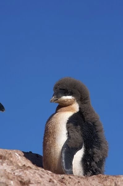 adelie penguin, Pygoscelis Adeliae, chick on the western Antarctic Peninsula, Antarctica