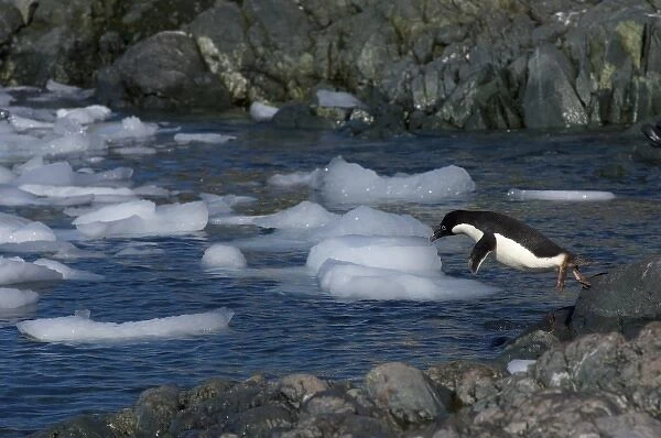 adelie penguin, Pygoscelis Adeliae, jumping into waters off the western Antarctic Peninsula