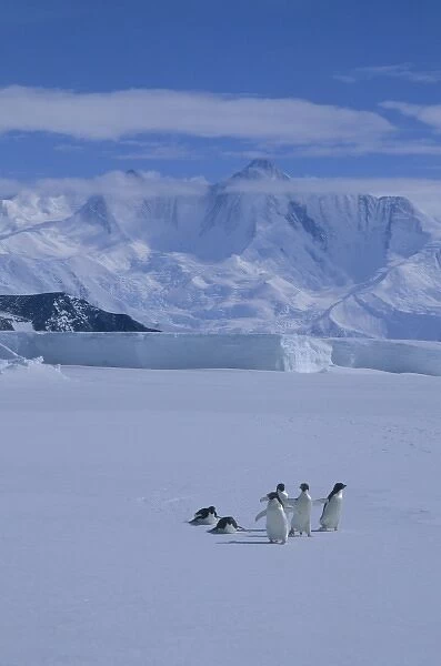 Adelie Penguin, (Pygoscelis adeliae) on sea ice, Cape Hallett, Victoria Land, Antarctica