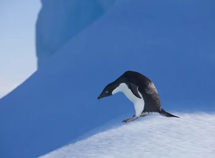 Framed Print : An adelie penguin stands on a blue iceberg near its colony on Devil Island Framed Print : An adelie penguin stands on a blue iceberg near its colony on Devil Island