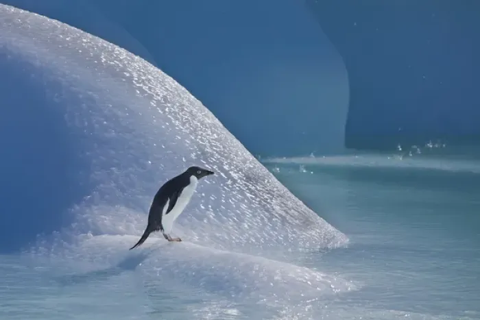 Framed Print : An adelie penguin stands on a blue iceberg near its colony on Devil Island