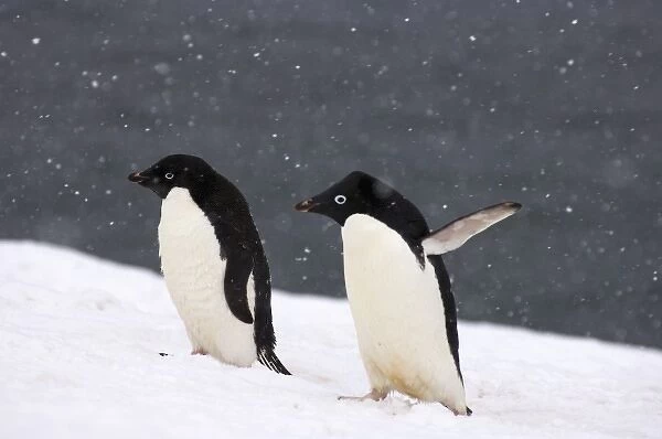 adelie penguins, Pygoscelis Adeliae, in falling snow along the western Antarctic Peninsula