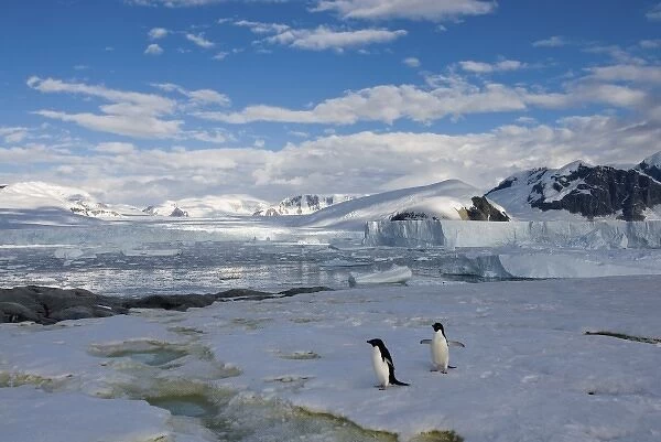 adelie penguins, Pygoscelis Adeliae, along the western Antarctic Peninsula, Antarctica