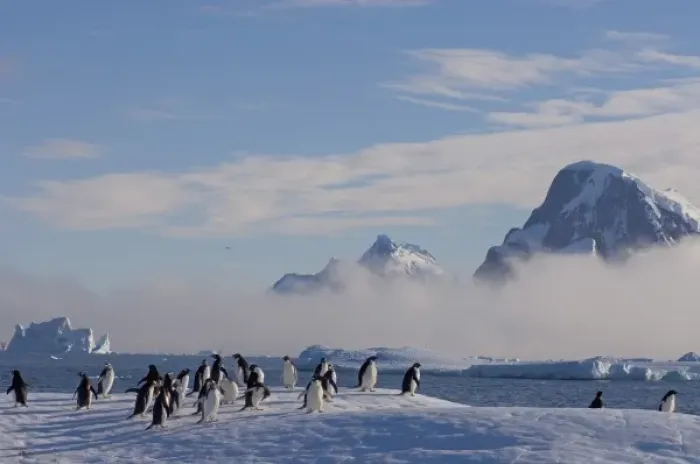Framed Print : adelie penguins, Pygoscelis Adeliae, on glacial ice along the western Antarctic Peninsula