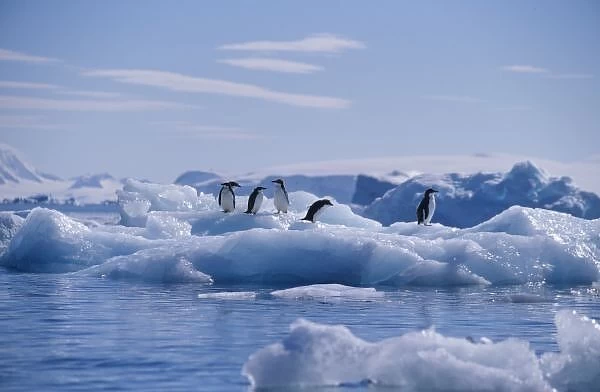 Six Adelie Penguins (Pygoscelis adeliae) on an iceberg. Antarctic Peninsula