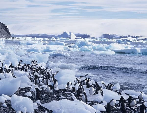 Adelie Penguins (Pygoscelis adeliae) among the icebergs. Antarctic Peninsula