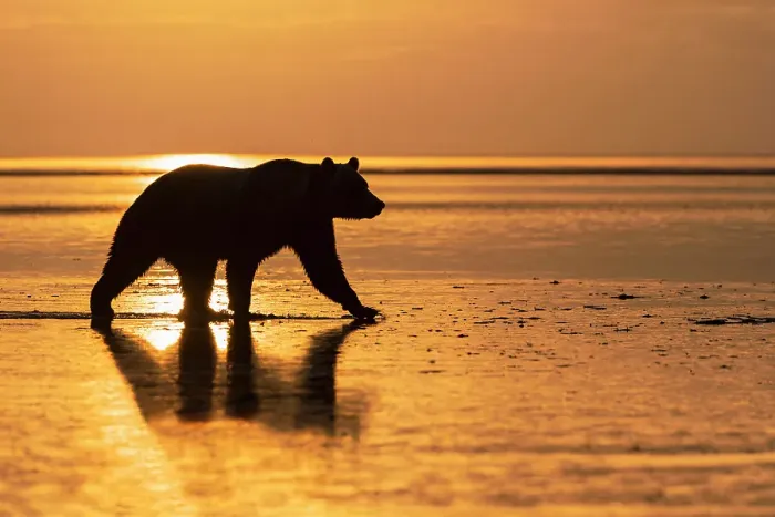 Framed Print : Adult Alaskan brown bear silhouetted at sunrise on tidal flats of Lake Clark National Park and Preserve, Alaska