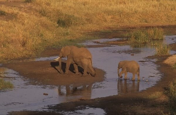 Adult and baby elephant crossing river, Tarangire National Park, Tanzania