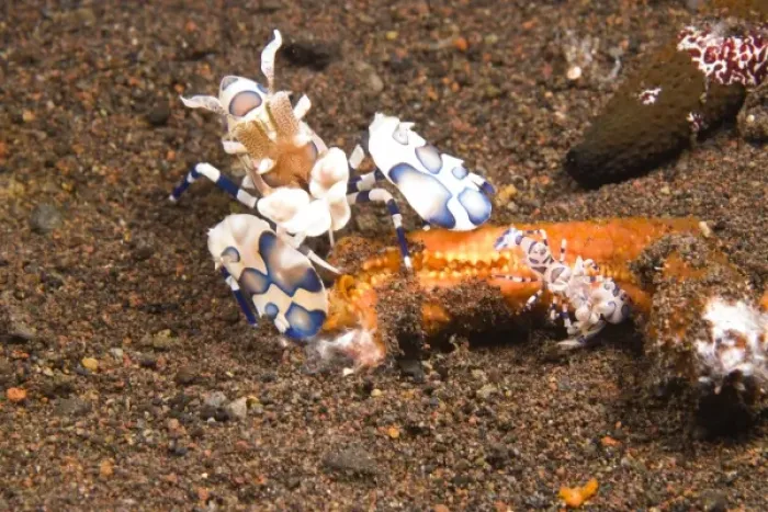 Framed Print : Adult & Baby Harlequin Shrimp (Hymenocera picta) feeding on Sea Star, Tulamben, North Bali