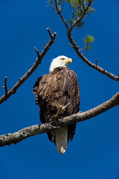An adult Bald Eagle, Haliaeetus leucocephalus, perched in a white pine above Katahdin