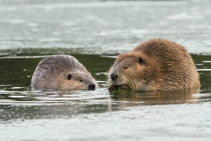 Framed Print : Adult beaver forages along with a youngster in an opening in the ice Framed Print : Adult beaver forages along with a youngster in an opening in the ice