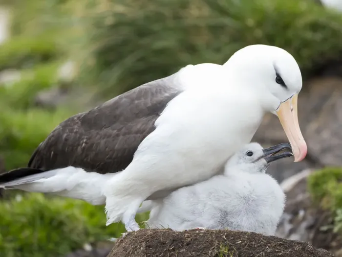 Framed Print : Adult black-browed albatross feeding chick on tower-shaped nest, Falkland Islands Framed Print : Adult black-browed albatross feeding chick on tower-shaped nest, Falkland Islands
