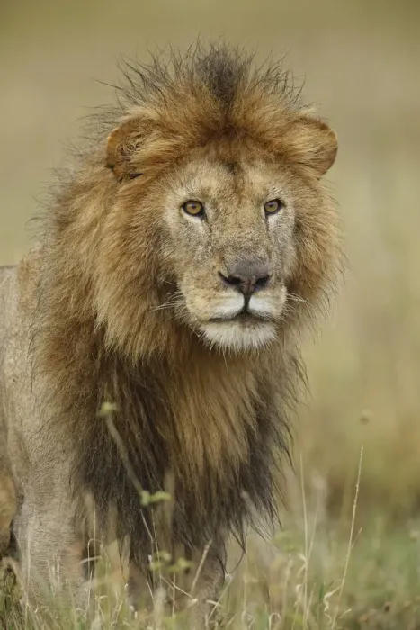 Framed Print : Adult black maned Lion, Panthera leo, Serengeti National Park, Tanzania, Africa
