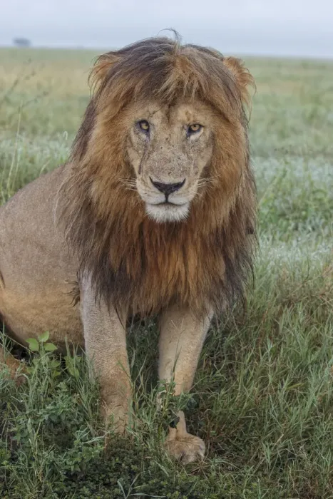 Framed Print : Adult black maned lion, Serengeti National Park, Tanzania, leo