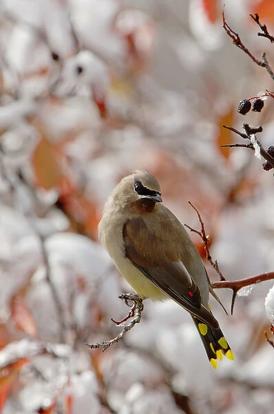 Adult Cedar Waxwing on hawthorn with snow, Grand Teton NP, Wyoming