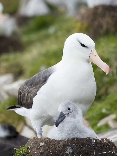 Adult and chick on tower-shaped nest. Black-browed albatross, Falkland Islands