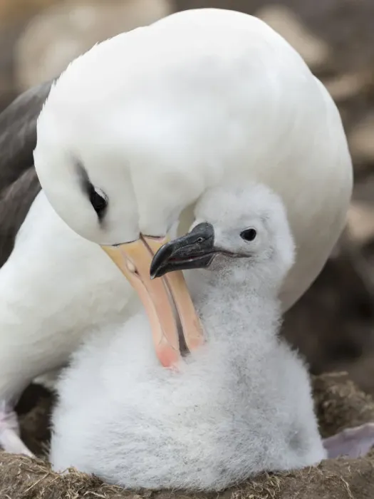 Framed Print : Adult and chick on tower-shaped nest. Black-browed albatross, Falkland Islands Framed Print : Adult and chick on tower-shaped nest. Black-browed albatross, Falkland Islands