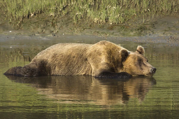 Adult coastal grizzly bear (ursus arctos). cools off in tidal creek. Lake Clark National Park