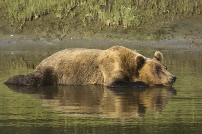 Framed Print : Adult coastal grizzly bear (ursus arctos). cools off in tidal creek. Lake Clark National Park Framed Print : Adult coastal grizzly bear (ursus arctos). cools off in tidal creek. Lake Clark National Park