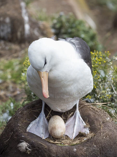 Adult with egg on tower-shaped nest. Black-browed albatross or black-browed mollymawk