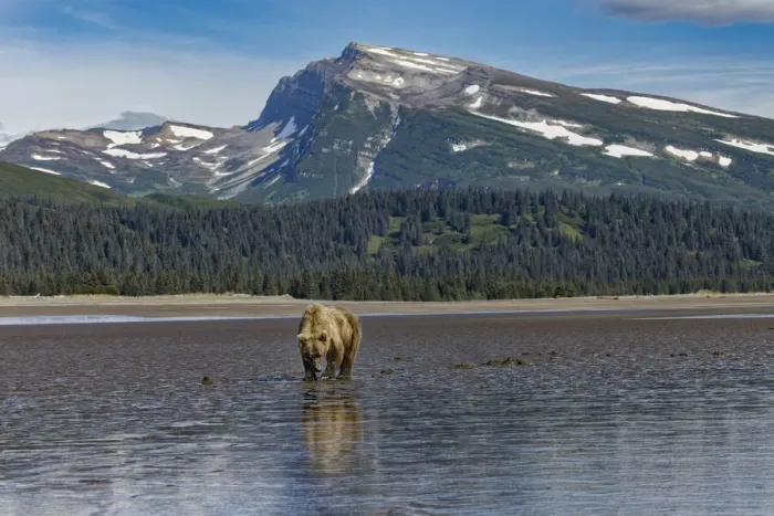 Framed Print : Adult female grizzly bear clamming, Lake Clark National Park and Preserve, Alaska