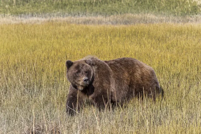 Framed Print : Adult female grizzly bear crossing grassy meadow, Lake Clark National Park and Preserve, Alaska, Silver Salmon Creek Framed Print : Adult female grizzly bear crossing grassy meadow, Lake Clark National Park and Preserve, Alaska, Silver Salmon Creek