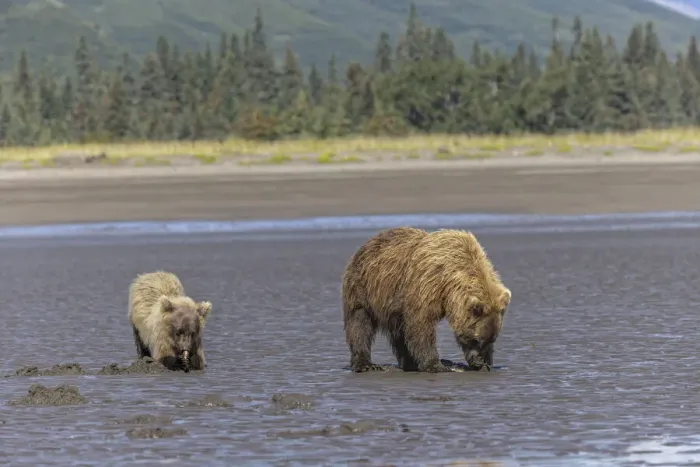 Framed Print : Adult female grizzly bear and cub clamming, Lake Clark National Park and Preserve, Alaska Framed Print : Adult female grizzly bear and cub clamming, Lake Clark National Park and Preserve, Alaska