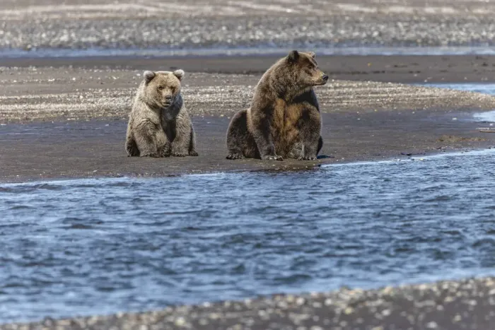 Framed Print : Adult female grizzly bear and cub fishing, Lake Clark National Park and Preserve, Alaska