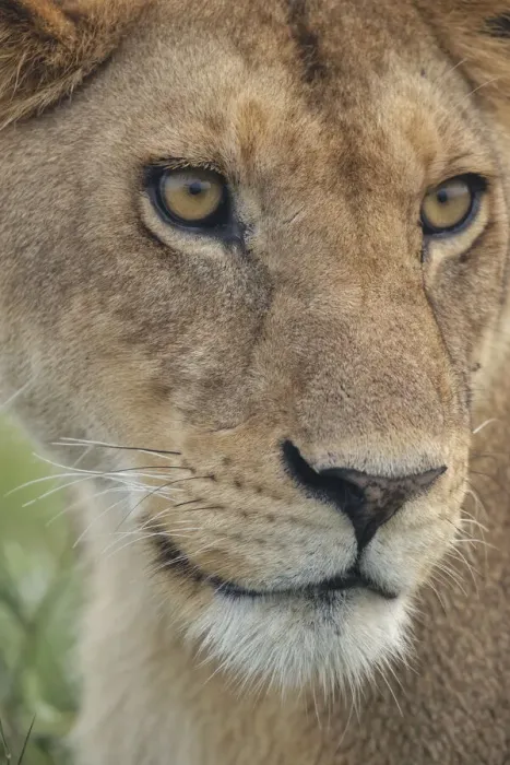 Framed Print : Adult female lioness, Serengeti National Park, Tanzania, leo Framed Print : Adult female lioness, Serengeti National Park, Tanzania, leo