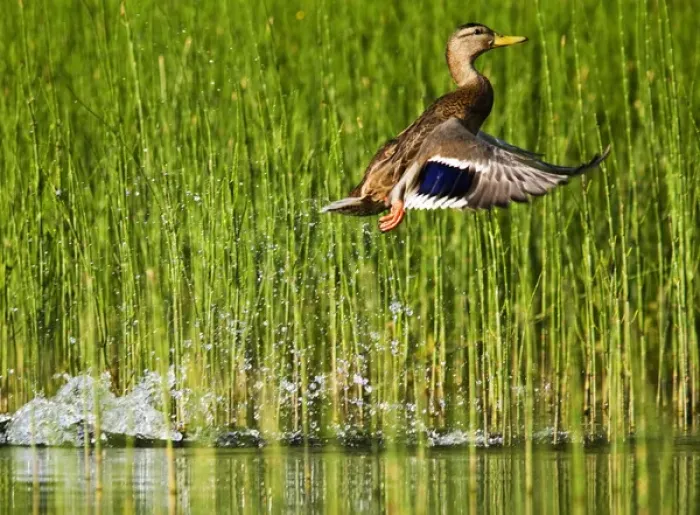 Framed Print : Adult female mallard takes off for flight in the reeds of Whitefish Lake in Montana