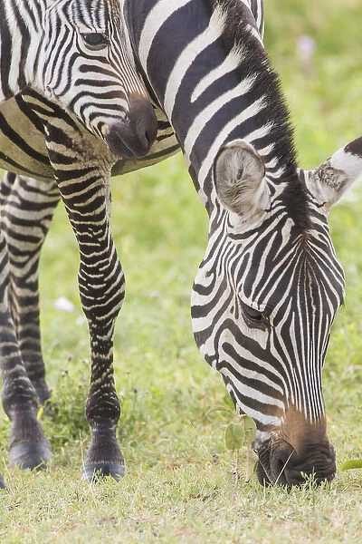Adult female zebra grazes, head and frontal shot, close up, while her colt s