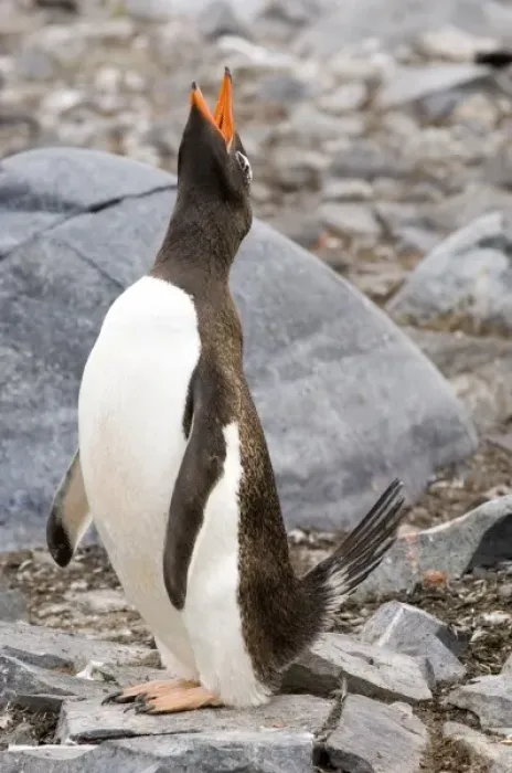 Framed Print : Adult gentoo penguin Antarctica Framed Print : Adult gentoo penguin Antarctica