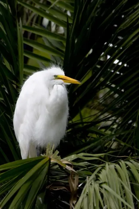 Framed Print : An adult great egret perches at a rookery at Naples Zoo in southwest Florida Framed Print : An adult great egret perches at a rookery at Naples Zoo in southwest Florida