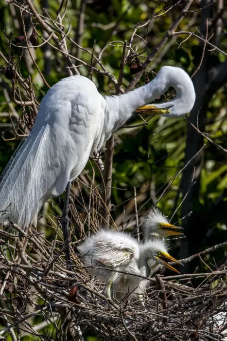 Framed Print : An adult great egret preens, its young chicks looking on, in a south Florida rookery Framed Print : An adult great egret preens, its young chicks looking on, in a south Florida rookery