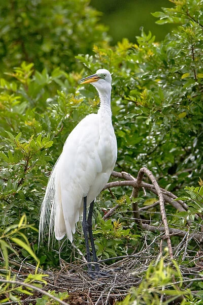 An adult great egret stands on a nest at a rookery near Venice, Florida. Exotic