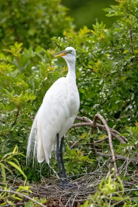 Framed Print : An adult great egret stands on a nest at a rookery near Venice, Florida. Exotic