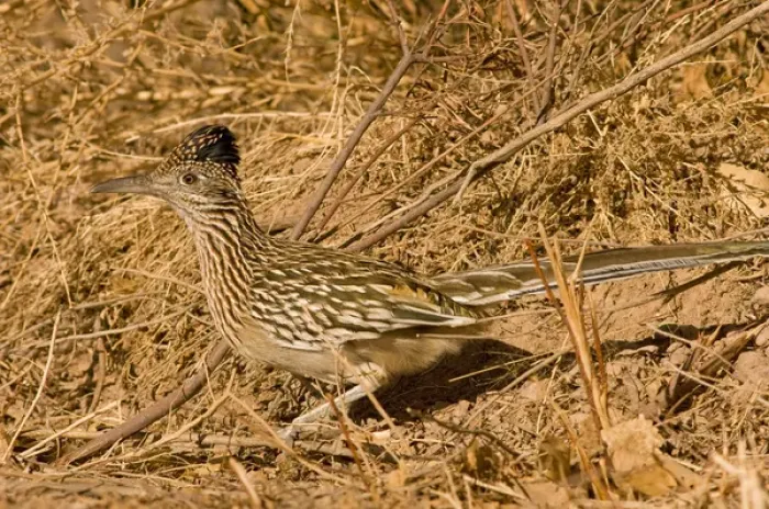 Framed Print : An adult Greater roadrunner, Geococcyx californianus, runs alongside the road in