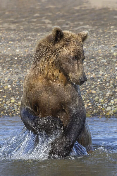 Adult grizzly bear chasing fish, Lake Clark National Park and Preserve, Alaska, Silver Salmon Creek